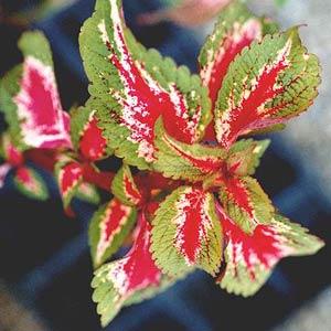 Coleus Pistachio Nightmare