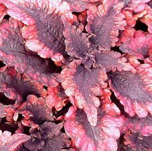 Coleus Mississippi Summer