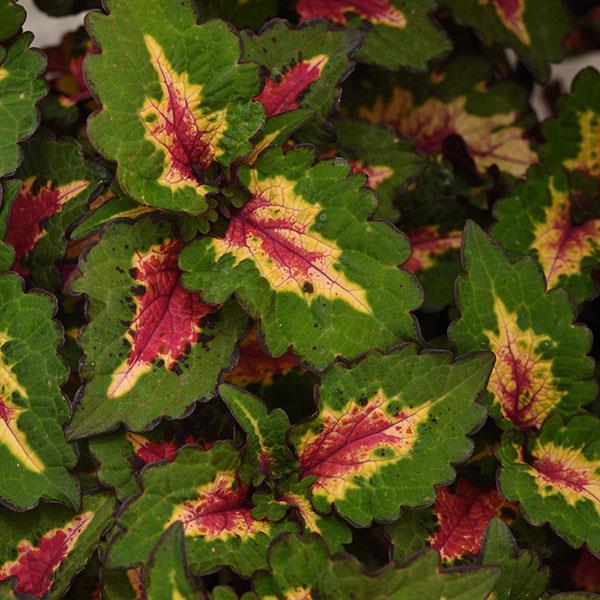 Coleus Pinkplosion