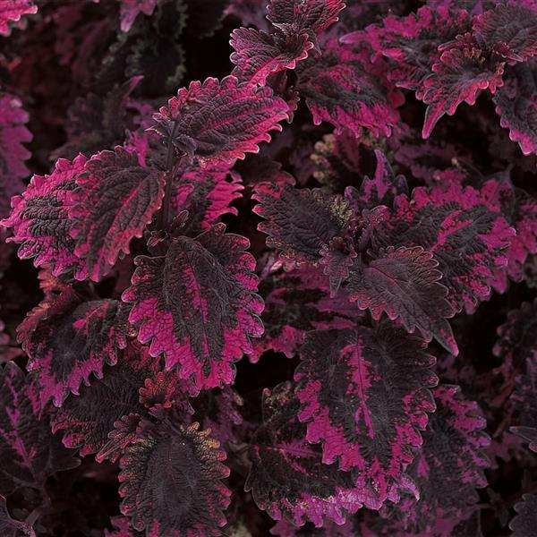 Coleus Florida Sun Rose