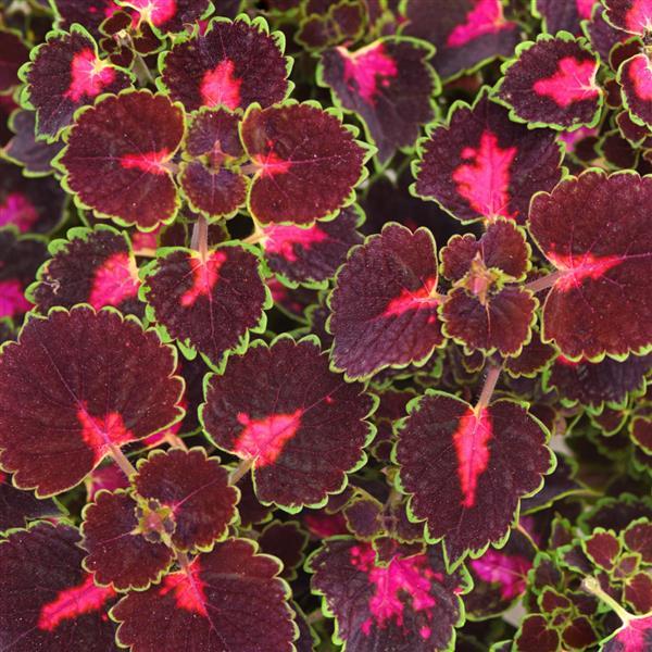 Coleus Road Trip