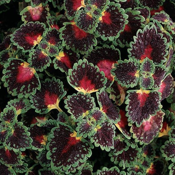 Coleus Lava Rose