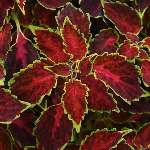 Coleus Ruby Punch