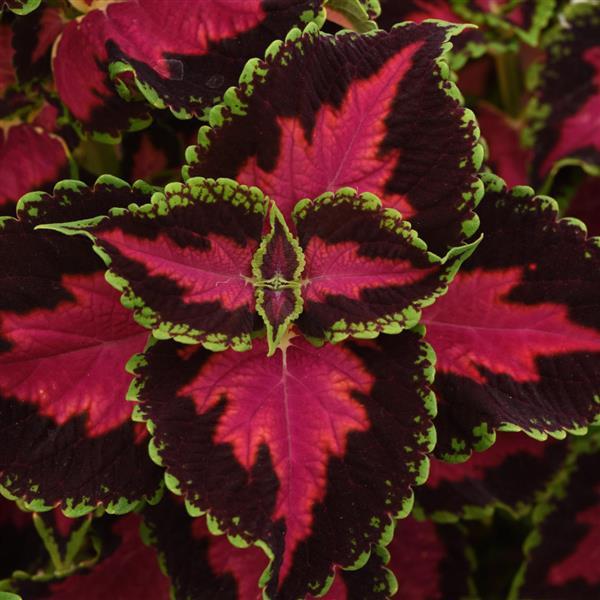 Coleus Heartbreaker
