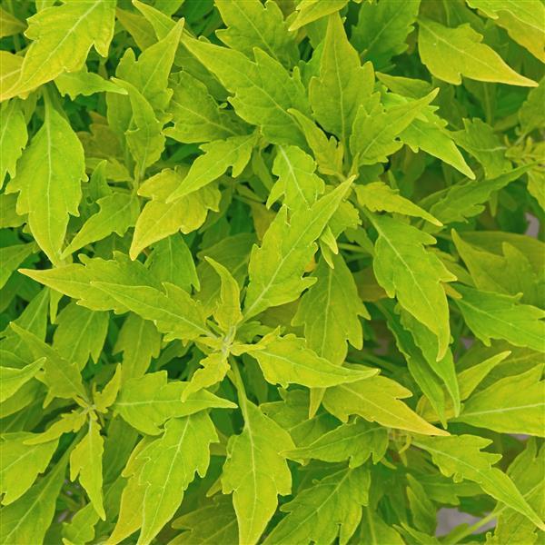 Coleus FlameThrower™ Salsa Verde