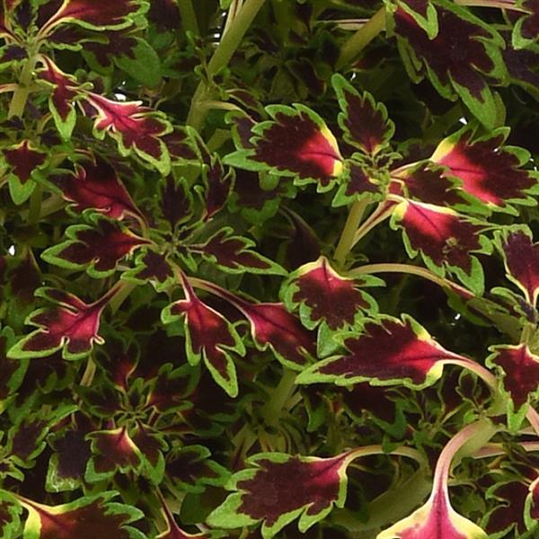 Coleus Matchsticks