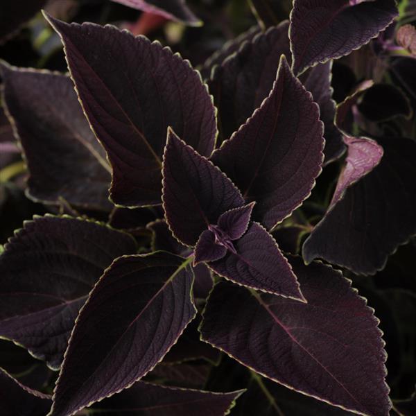Coleus Vino