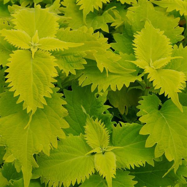 Coleus Wasabi