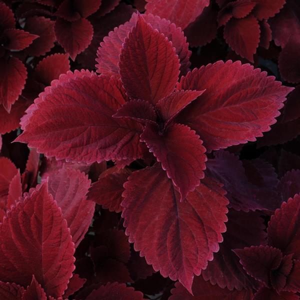 Coleus Redhead