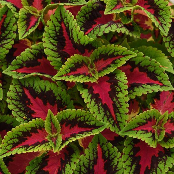 Coleus French Quarter