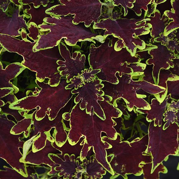 Coleus Limewire