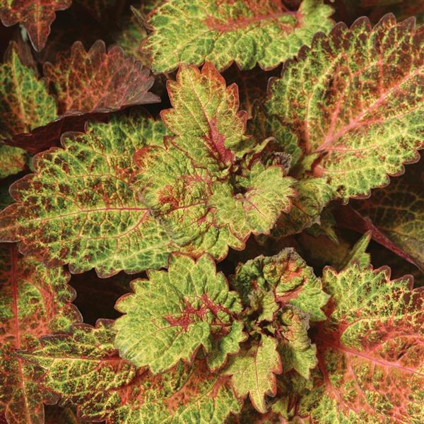 Coleus Indian Summer