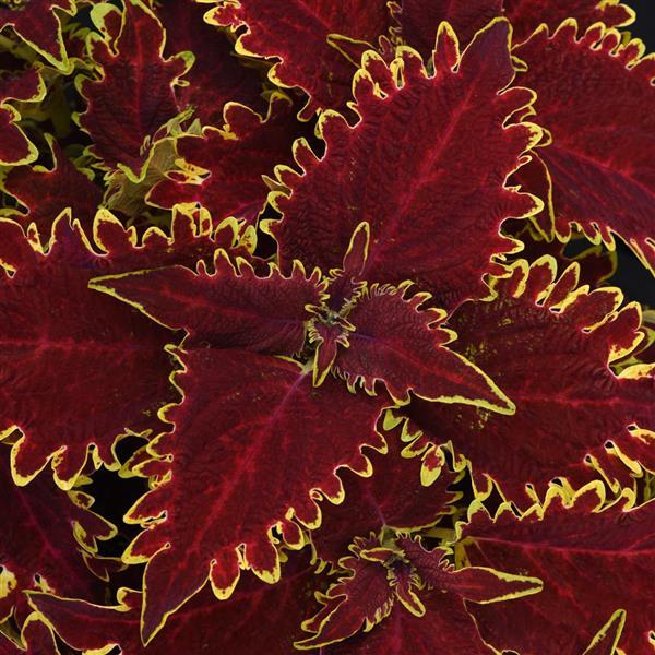 Coleus Vulcan