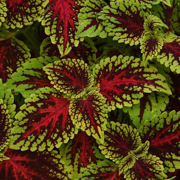 Coleus Dragon Heart