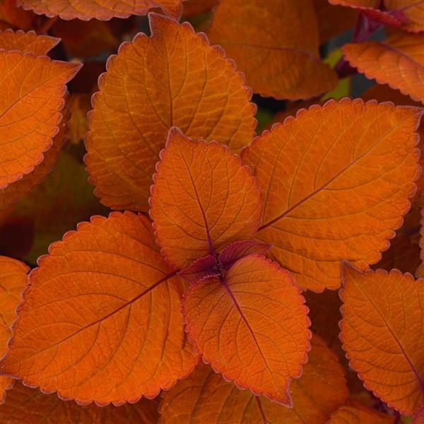 Coleus Campfire
