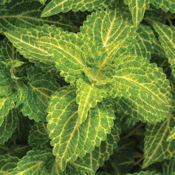 Coleus Electric Lime<sup>®</sup>