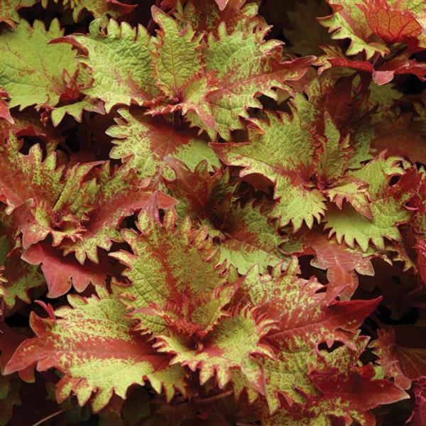 Coleus Henna