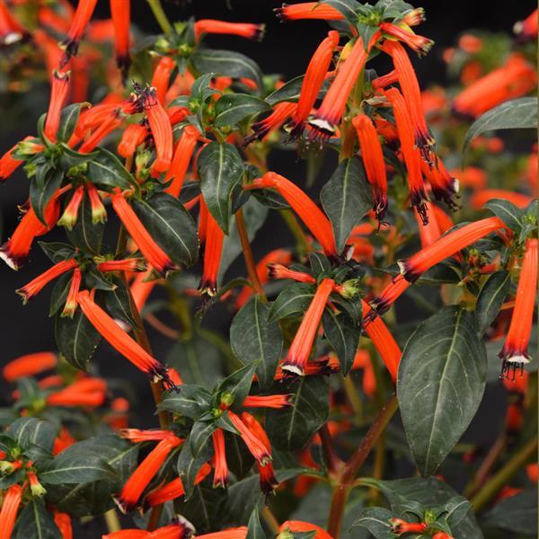 Cuphea Cherrybells