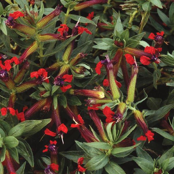 Cuphea Firecracker