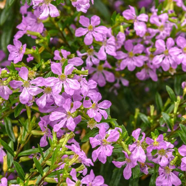 Cuphea Enchantia™ Lavender