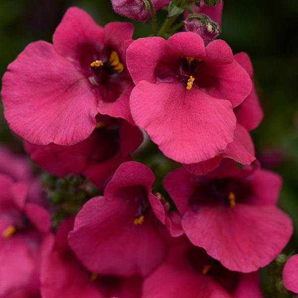 Diascia Juliet™ Rose
