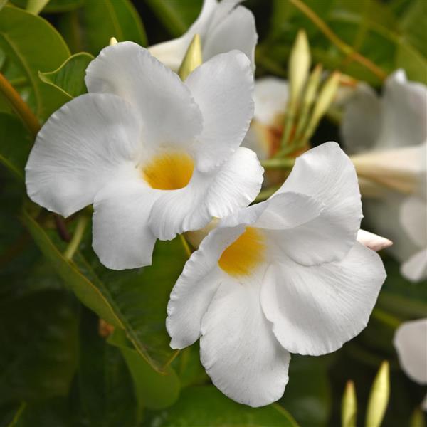 Dipladenia Tropica™ Modesto White