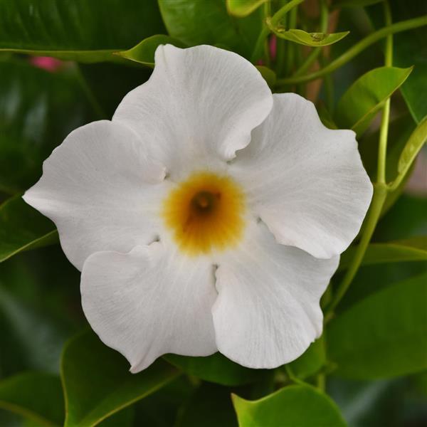 Dipladenia Tropica™ Medio White