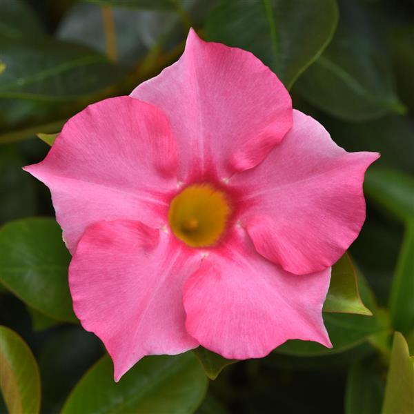 Dipladenia Tropica™ Grande Pink