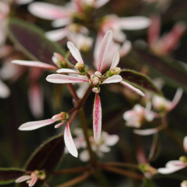 Euphorbia Breathless<sup>®</sup> Blush