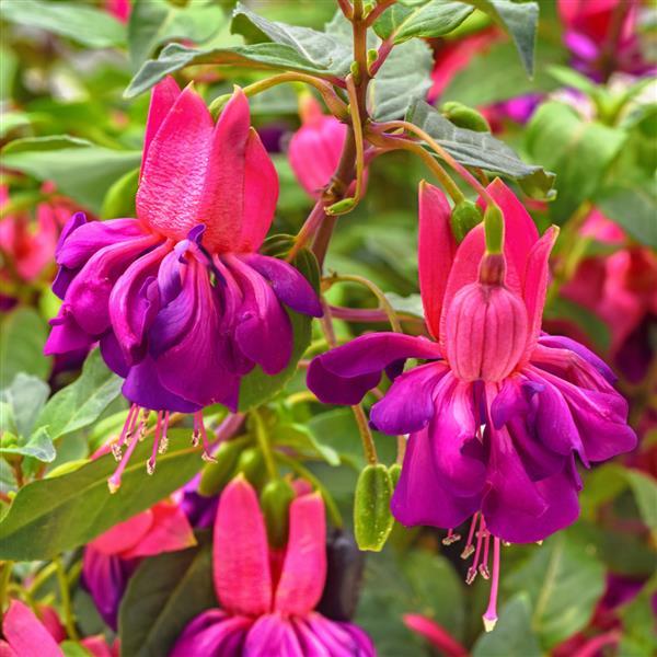 Fuchsia Dollarita™ Rose Violet