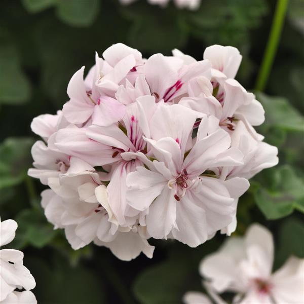 Ivy Geranium Focus™ White