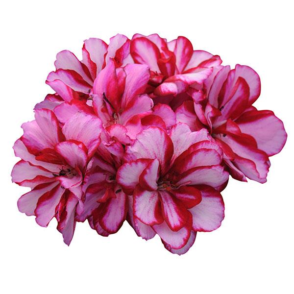 Ivy Geranium Precision™ Burgundy Ice
