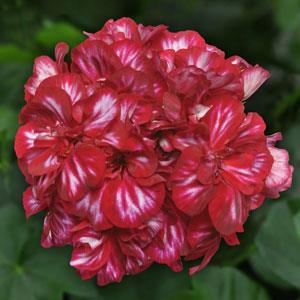 Ivy Geranium Precision™ Burgundy Ice Improved