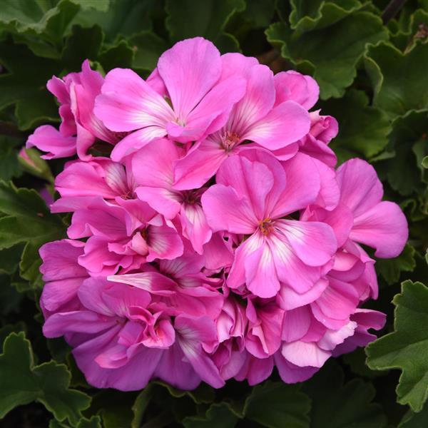 Zonal Geranium Presto™ Shocking Blue