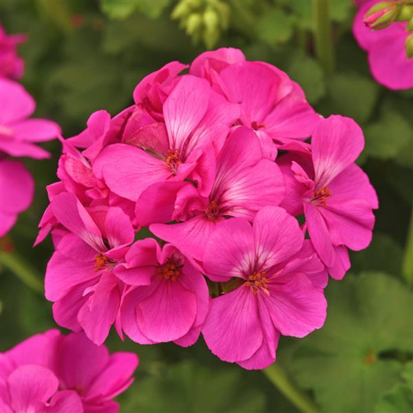 Zonal Geranium Fantasia<sup>®</sup> Blue