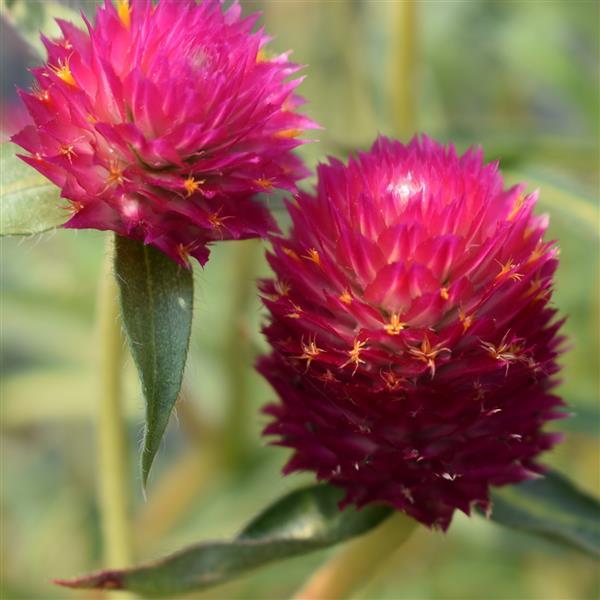 Gomphrena Piñata