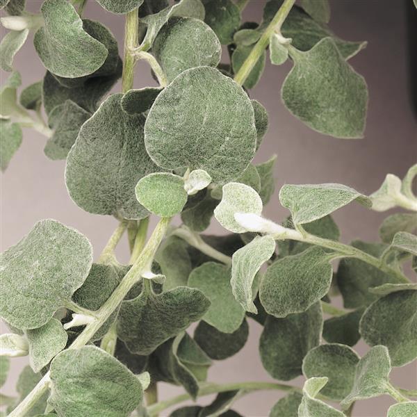 Helichrysum Licorice
