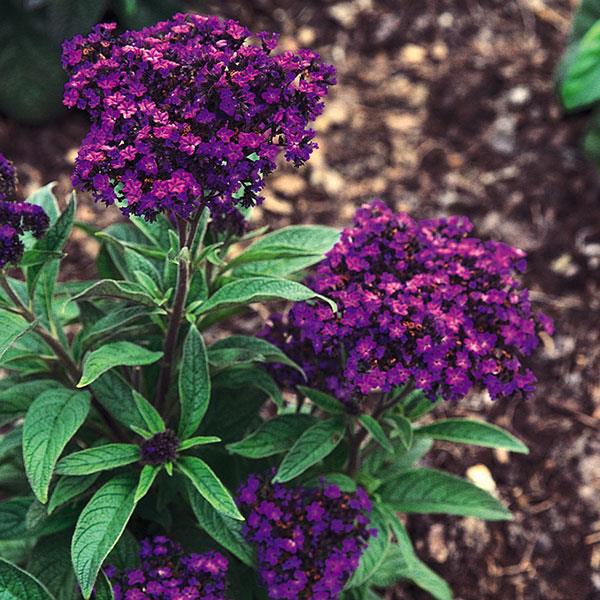 Heliotrope Marine