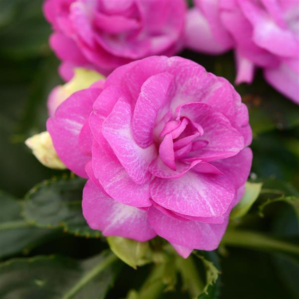 Double Impatiens Fiesta™ Stardust Purple