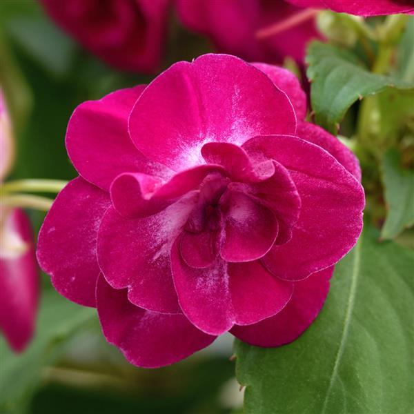Double Impatiens Glimmer™ Purple Stardust