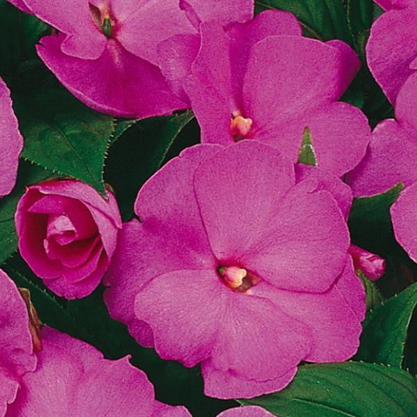 New Guinea Impatiens Celebration Lavender Glow