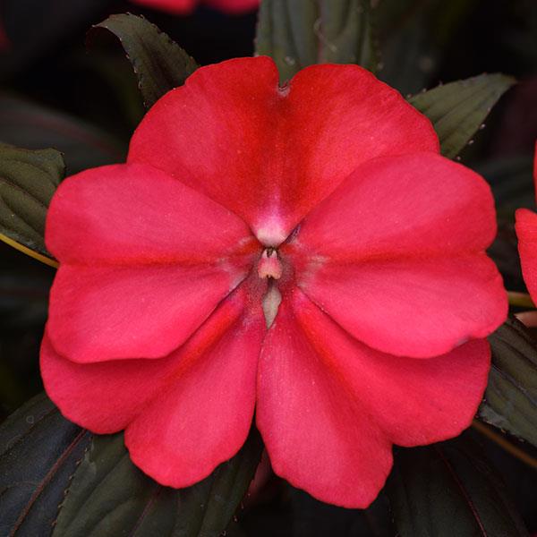 New Guinea Impatiens Clockwork™ Cherry Strike
