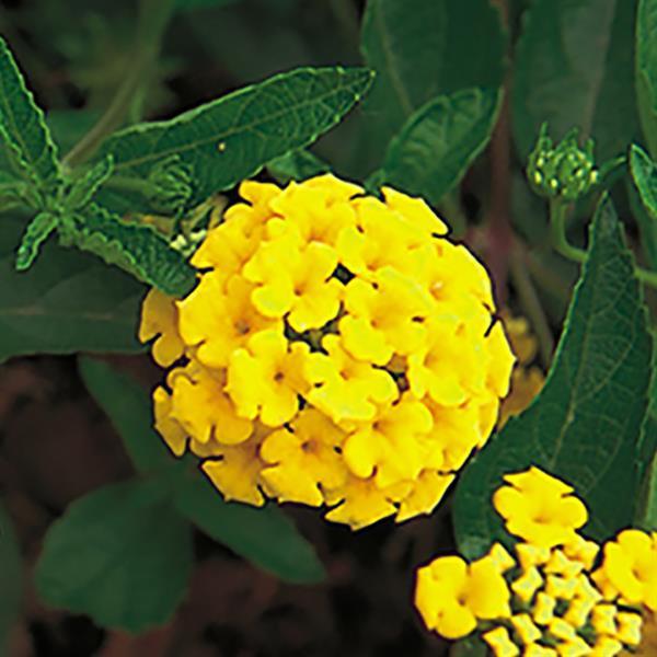 Lantana New Gold