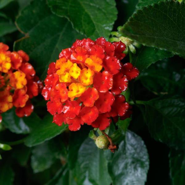Lantana SunDance™ Red