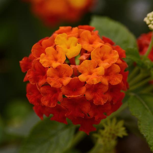 Lantana Lucky™ Red