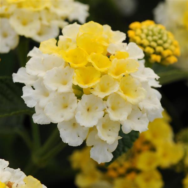 Lantana Lucky™ Lemon Glow