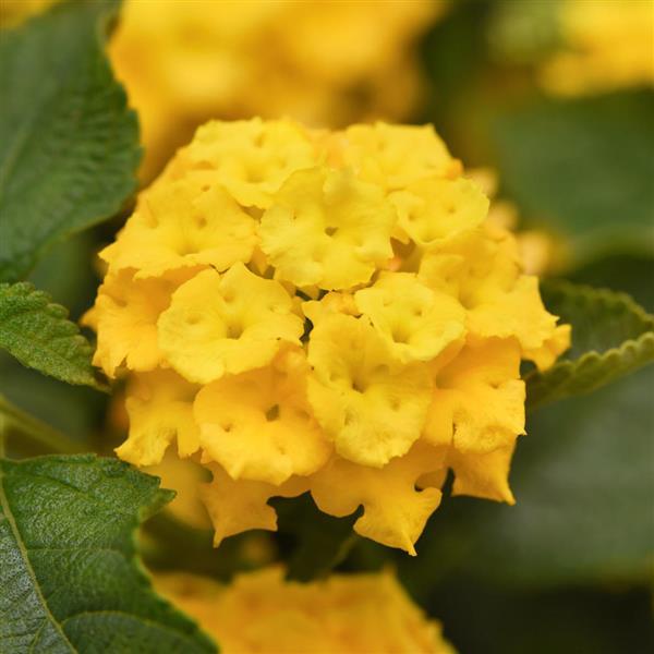 Lantana Landmark™ Yellow 26