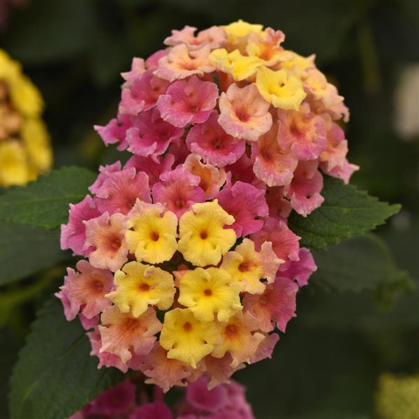 Lantana Bloomify™ Pink