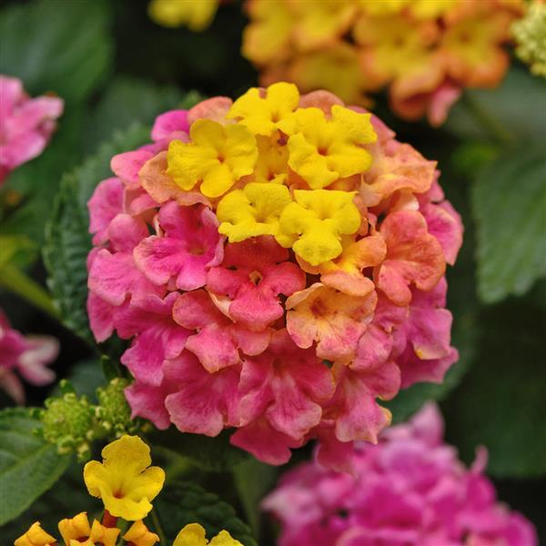 Lantana Shamrock™ Rose