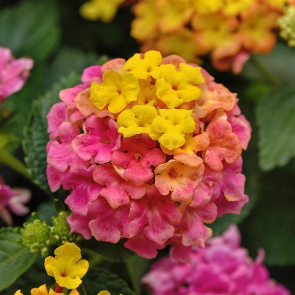 Lantana Shamrock™ Rose Improved